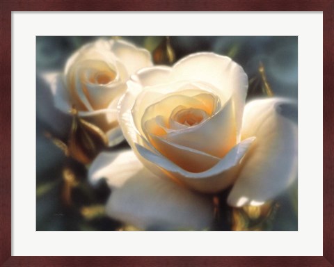 Framed White Roses - Colors of White Print