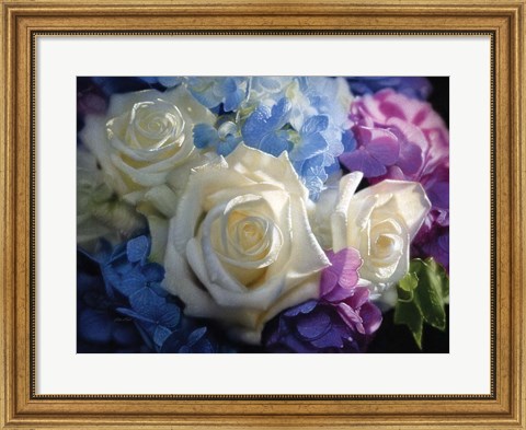 Framed White Roses - Dancing Light Print