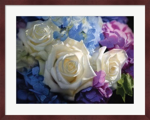 Framed White Roses - Dancing Light Print