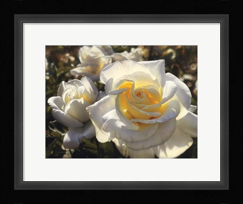 Framed White Roses Print