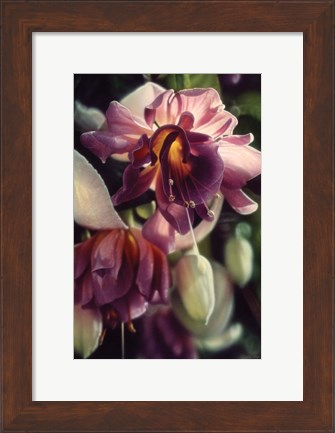 Framed Fuchsia Print