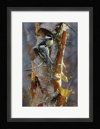 Framed Black-Capped Chickadees - Sunlit Birch Print