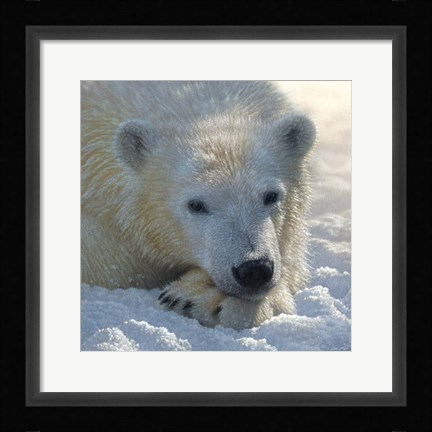 Framed Polar Bear Club Print
