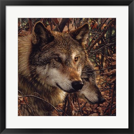 Framed Autumn Wolves Print