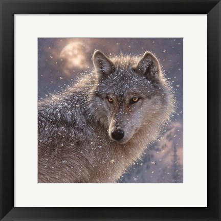 Framed Lone Wolf - Square Print