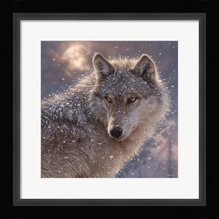 Framed Lone Wolf - Square Print