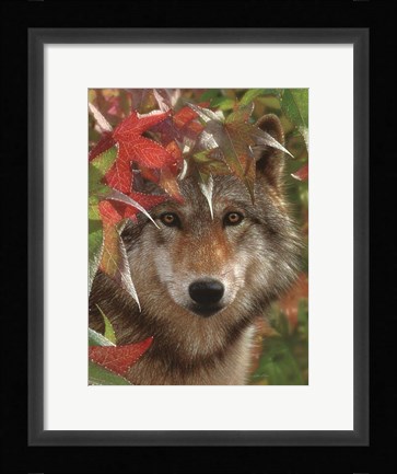 Framed Wolf - Autumn Encounter Print