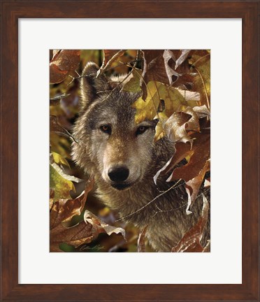 Framed Wolf - Autumn Shadows Print
