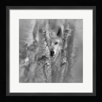 Framed Wolf - Focused - B&amp;W Print