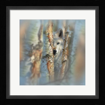 Framed Wolf - Focused Print