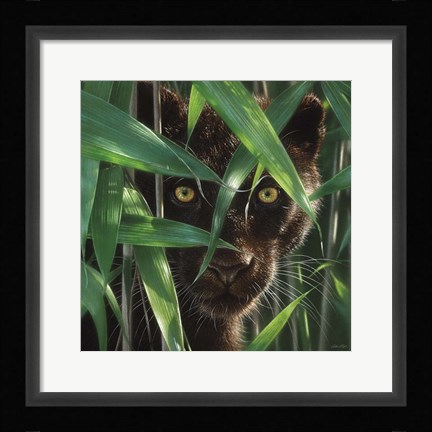 Framed Black Panther - Wild Eyes Print