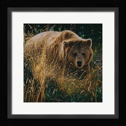 Framed Brown Bear - Crossing Paths Print