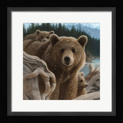 Framed Brown Bears - Backpacking - Square Print