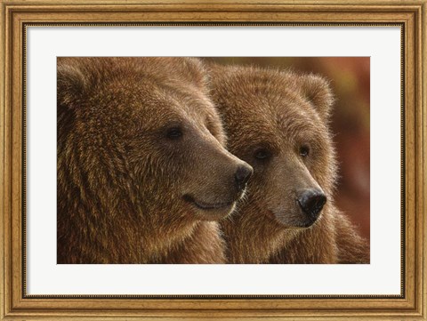 Framed Brown Bears - Lazy Daze Print
