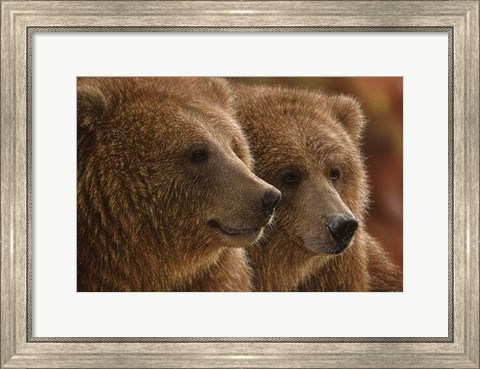 Framed Brown Bears - Lazy Daze Print