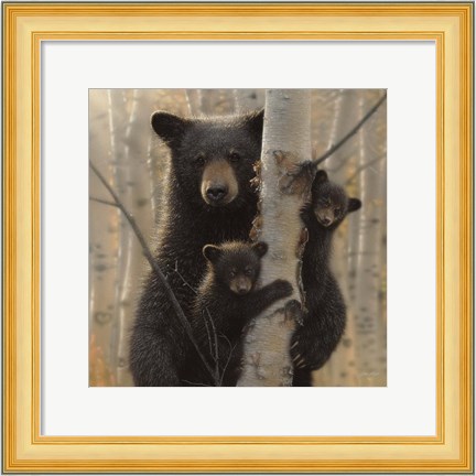 Framed Black Bear Mother and Cubs - Mama Bear Print