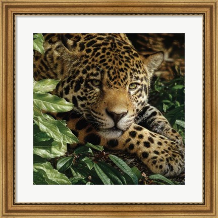 Framed Jaguar - At Rest Print