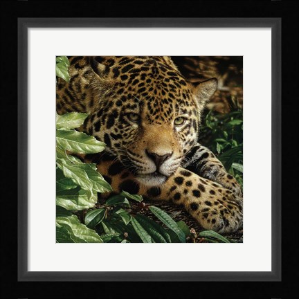Framed Jaguar - At Rest Print