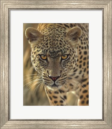 Framed Leopard - On the Prowl Print