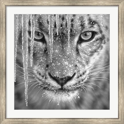 Framed Snow Leopard - Blue Ice - B&amp;W Print