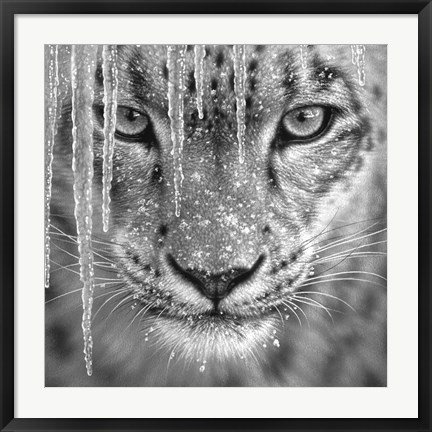 Framed Snow Leopard - Blue Ice - B&amp;W Print