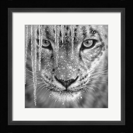 Framed Snow Leopard - Blue Ice - B&amp;W Print