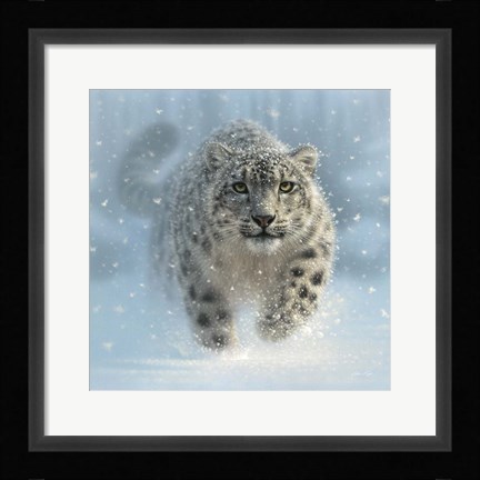 Framed Snow Leopard - Snow Ghost Print