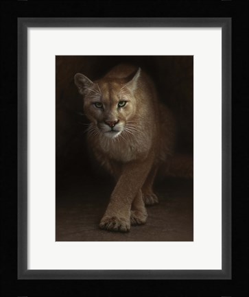Framed Cougar - Emergence Print