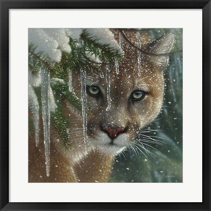 Framed Cougar - Frozen Print