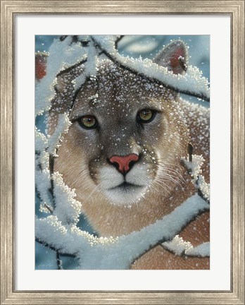 Framed Cougar - Silent Encounter Print