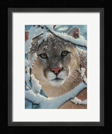 Framed Cougar - Silent Encounter Print