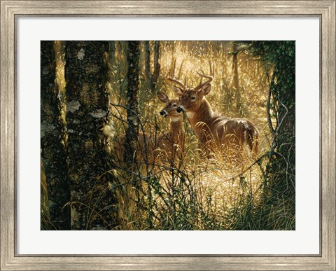 Framed Whitetail Deer - A Golden Moment - Horizontal Print