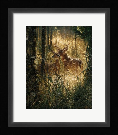 Framed Whitetail Deer - A Golden Moment Print