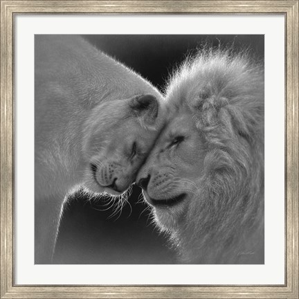 Framed White Lion Love - B&amp;W Print