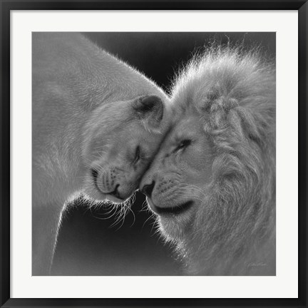 Framed White Lion Love - B&amp;W Print