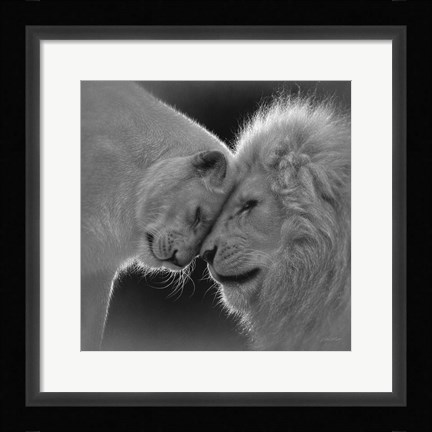 Framed White Lion Love - B&amp;W Print