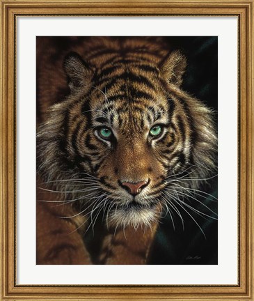 Framed Eye of the Tiger Print