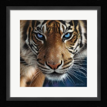Framed Tiger - Blue Eyes Print
