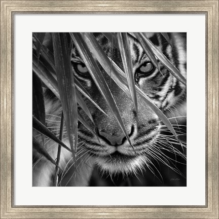 Framed Tiger - Blue Eyes Bamboo - B&amp;W Print
