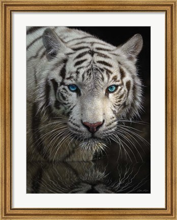 Framed White Tiger - Into the Light Print
