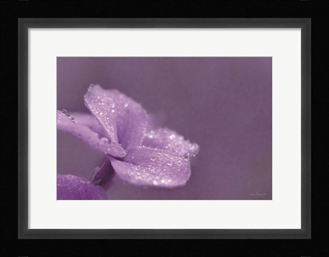 Framed Purple Dew Print