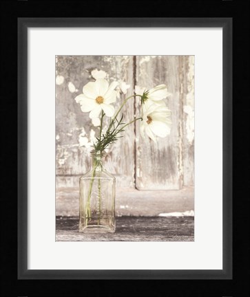 Framed Cosmos Summer Bloom Print