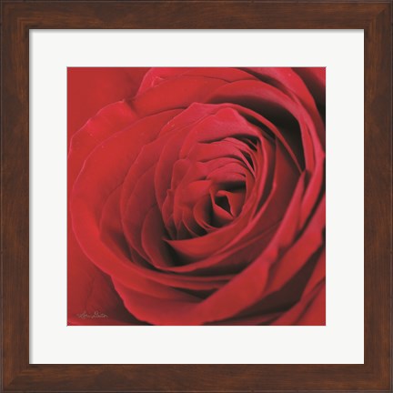 Framed Red Rose III Print