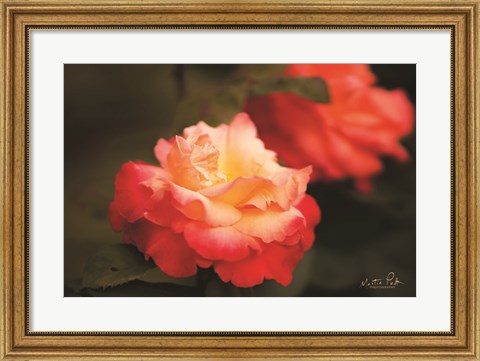 Framed Roses Print
