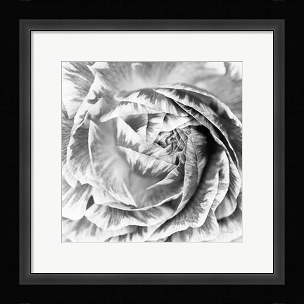 Framed Ranunculus Abstract IV BW Light Print