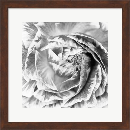Framed Ranunculus Abstract IV BW Light Print
