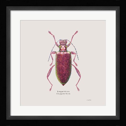 Framed Adorning Coleoptera VI Sq Claret Print