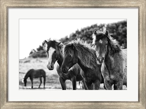 Framed Horses Three Print