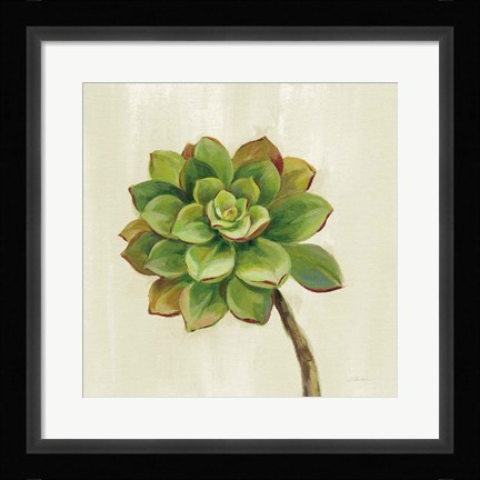 Framed Front Yard Succulent IV Print