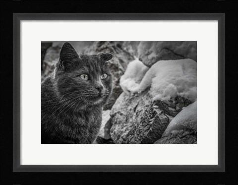 Framed Cat and the Snow Print